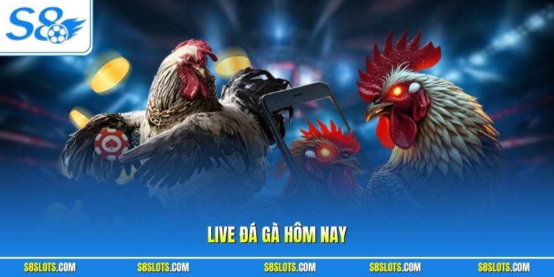 live-da-ga-hom-nay