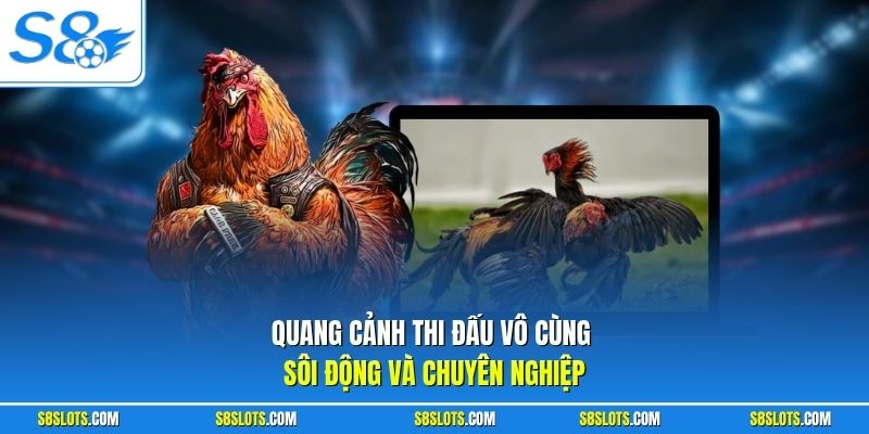 Quang cảnh thi đấu tại trường gà Thomo S8 vô cùng sôi động và chuyên nghiệp